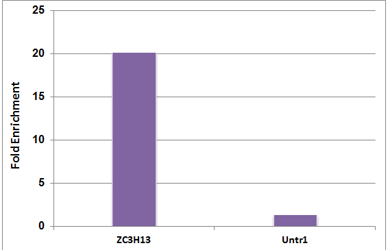 5-Methylcytosine (5-mC) antibody (mAb) tested by Methyl-DNA Immunoprecipitation (MeDIP). Methylated DNA derived from the promoter of the APC gene was amplified using 5me-dCTP and PCR. 25pg of methylated DNA was spiked into 500 ng of MseI digested human genomic DNA and subjected to the MeDIP procedure using 5μg of 5-Methylcytidine antibody or control mouse IgG. Real time quantitative PCR to amplify the methylated APC promoter DNA was performed on the immunoprecipitated DNA and results plotted as Fold Enrichment over control IgG. 5-Methylcytosine (5-mC) antibody (mAb) tested by Methyl-DNA Immunoprecipitation (MeDIP). Methylated DNA derived from the promoter of the APC gene was amplified using 5me-dCTP and PCR. 25pg of methylated DNA was spiked into 500 ng of MseI digested human genomic DNA and subjected to the MeDIP procedure using 5μg of 5-Methylcytidine antibody or control mouse IgG. Real time quantitative PCR to amplify the methylated APC promoter DNA was performed on the immunoprecipitated DNA and results plotted as Fold Enrichment over control IgG.