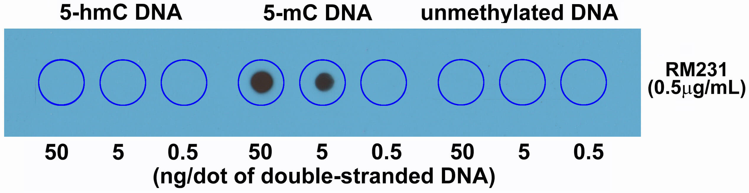 Dot blot of 5-Methylcytosine (5-mC) antibody (rAb).Dot blot of double stranded DNA using 5-Methylcytosine (5-mC) antibody (RM231). The membrane was pre-spotted with 50, 5, and 0.5 ng/dot of double stranded 5-Hydroxymethylcytosine (5-hmC) DNA, 5-Methylcytosine (5-mC) DNA, and unmethylated DNA. The pre-spotted membrane was then blotted with 5-Methylcytosine (5-mC) antibody at 0.5 ug/ml.