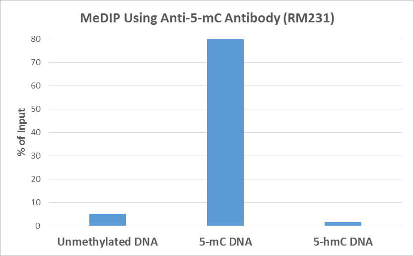 MeDIP of 5-Methylcytosine (5-mC) antibody (rAb).MeDIP was performed using 5-Methylcytosine (5-mC) antibody (RM231) at a 2:1 DNA:Ab ratio. 1 ng of unmethylated, 5-Methylcytosine (5-mC) or 5-Hydroxymethylcytosine (5-hmC) DNA standard (897 bp) was spiked in 1 ug of genomic DNA isolated from HeLa cells as the control. Realtime PCR was then performed to determine the capture of DNA standard as in % of input.