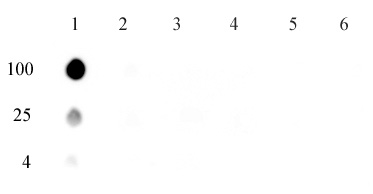 5-mCpA Antibody Specificity Dot blot analysis was used to confirm the specificity of 5-mCpA antibody for the 5-mCpA dinucleotide. Single-stranded DNA oligonucleotides (amount of oligo in nanograms listed on the left side of the blot) were spotted on to a positively charged nylon membrane and blotted with 5-mCpA (1 ug/ml dilution). Column 1: 5-meCpA. Column 2: CpA. Column 3: 5-meCpC. Column 4: 5-meCpT. Column 5: 5-meCpG. Column 6: Ap5mC