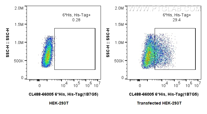 1X10^6 untransfected HEK-293 cells or transfected HEK-293 were intracellularly stained with 0.4 ug CoraLite® Plus 488 Anti-N/A 6*His, His-Tag (CL488-66005, Clone: 1B7G5). Cells were fixed with 4% PFA and permeabilized with Flow Cytometry Perm Buffer. FC experiment of Transfected HEK-293 using CL488-66005