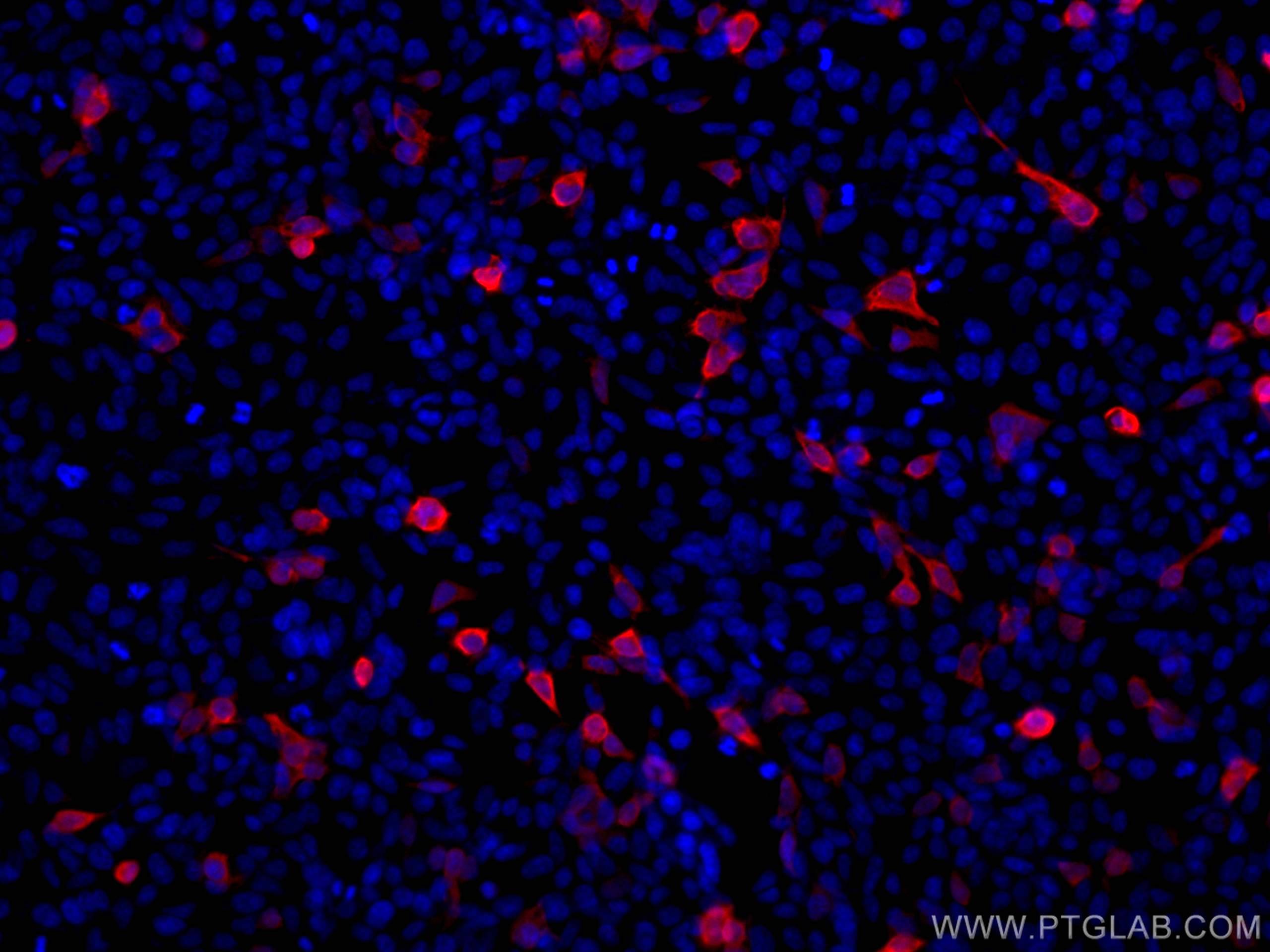 IF Staining of Transfected HEK-293 using CL647-66005