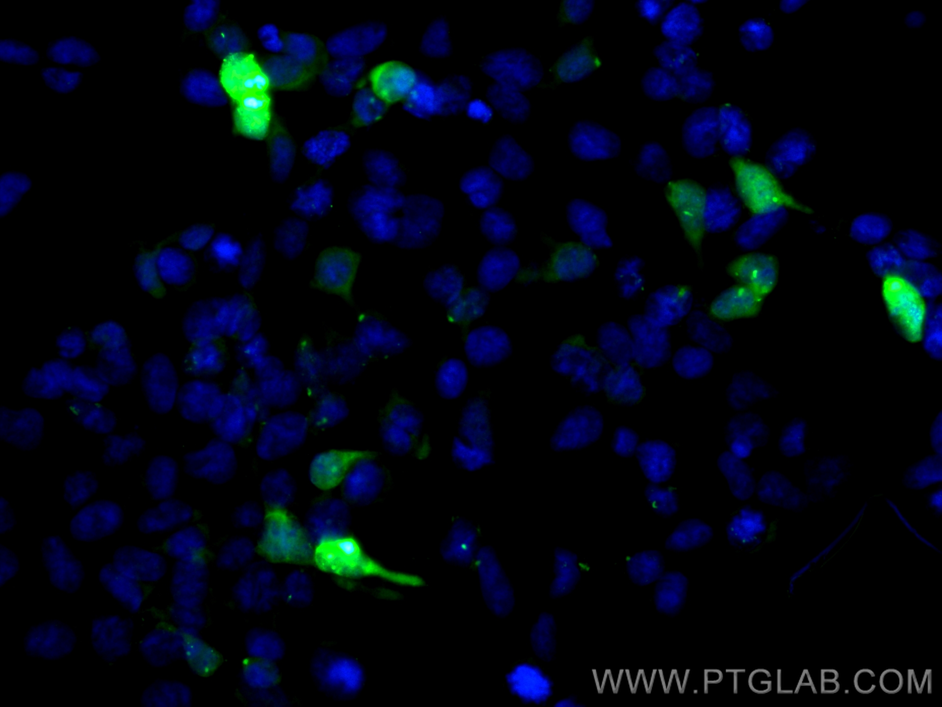IF Staining of Transfected HEK-293 using CL488-84814