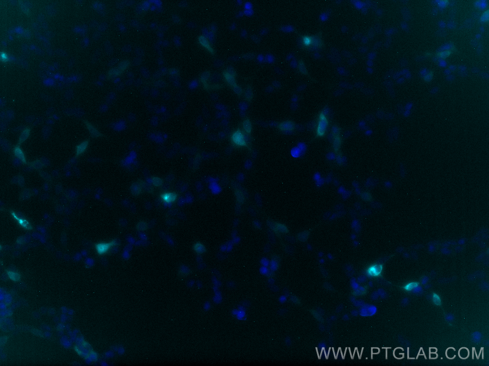 IF Staining of Transfected HEK-293 using CL750-84814