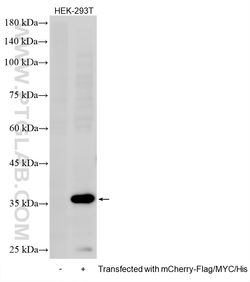 mCherry-Flag/MYC/His Transfected 293T HEK-293T cells were subjected to SDS PAGE followed by western blot with HRP-84814 (6*his,His tag antibody) at dilution of 1:3000 incubated at room temperature for 1.5 hours. WB analysis of HEK-293T using HRP-84814