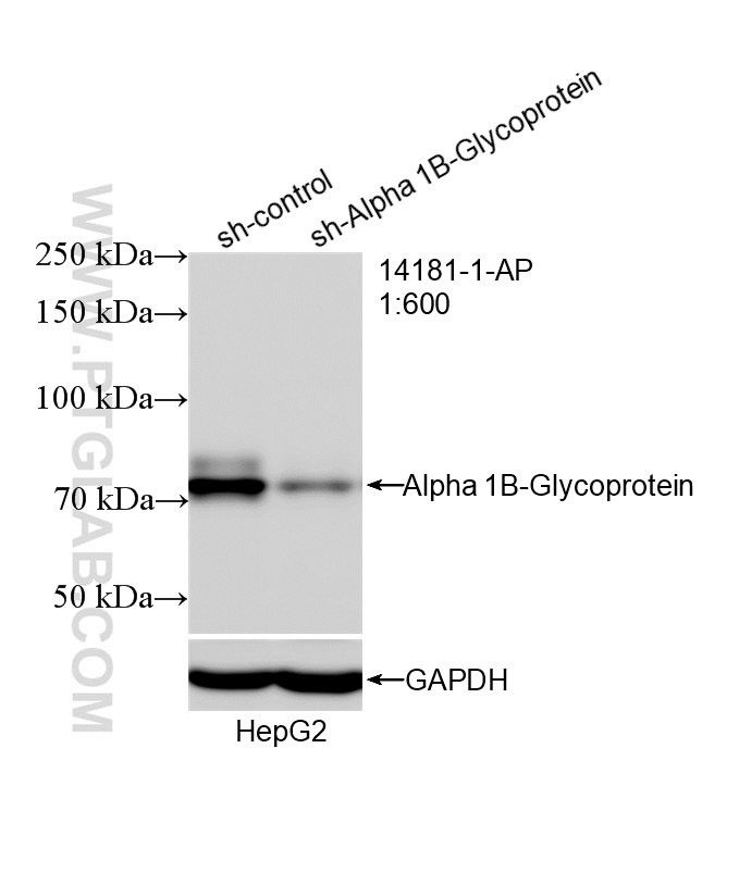 WB analysis of HepG2 using 14181-1-AP