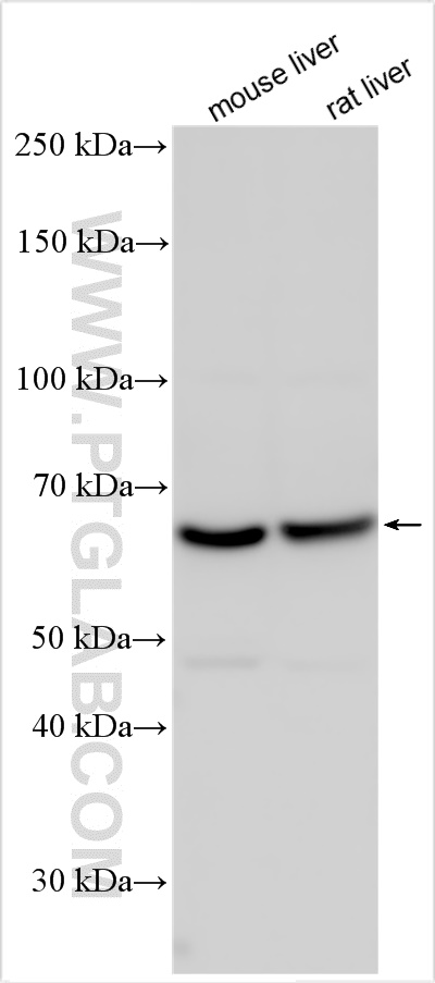 WB analysis using 25812-1-AP