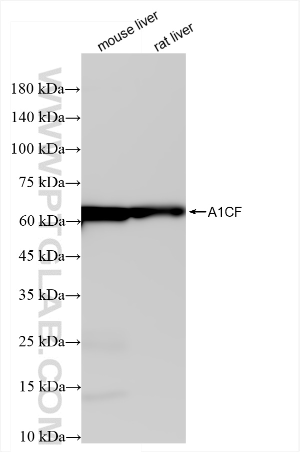 WB analysis using 84322-4-RR (same clone as 84322-4-PBS)