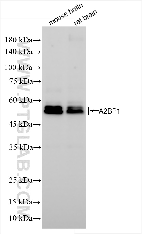 WB analysis using 85732-2-RR (same clone as 85732-2-PBS)