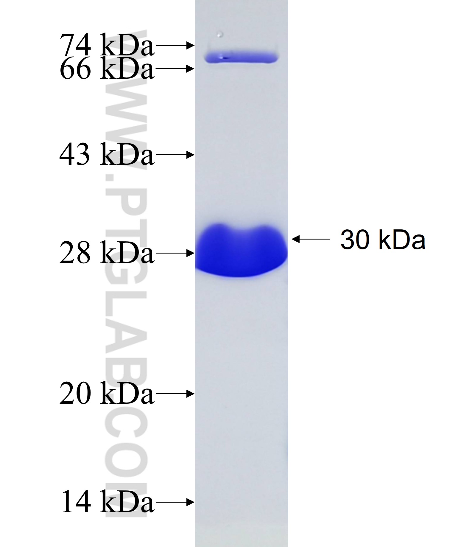 A2BP1 fusion protein Ag18629 SDS-PAGE