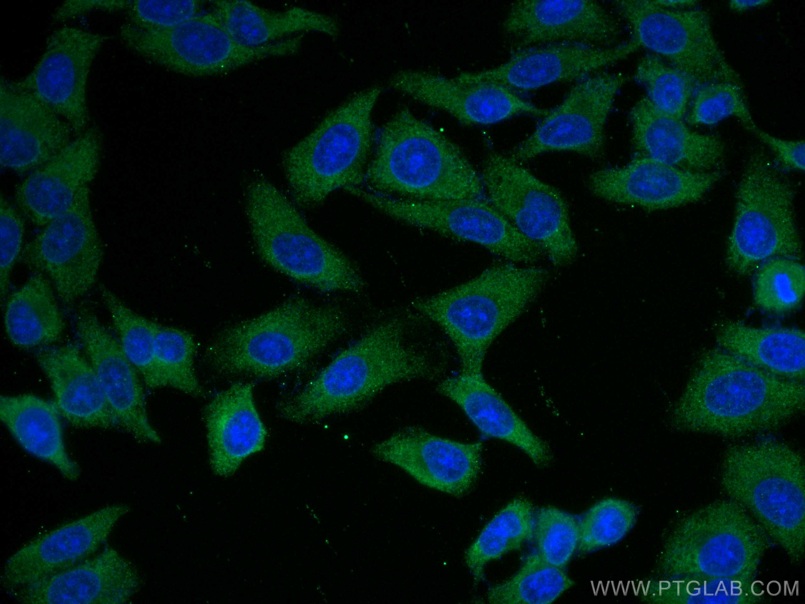 IF Staining of HepG2 using 66126-1-Ig