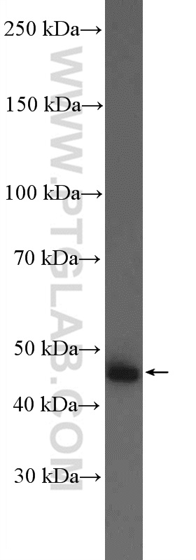 WB analysis of mouse colon using 26634-1-AP