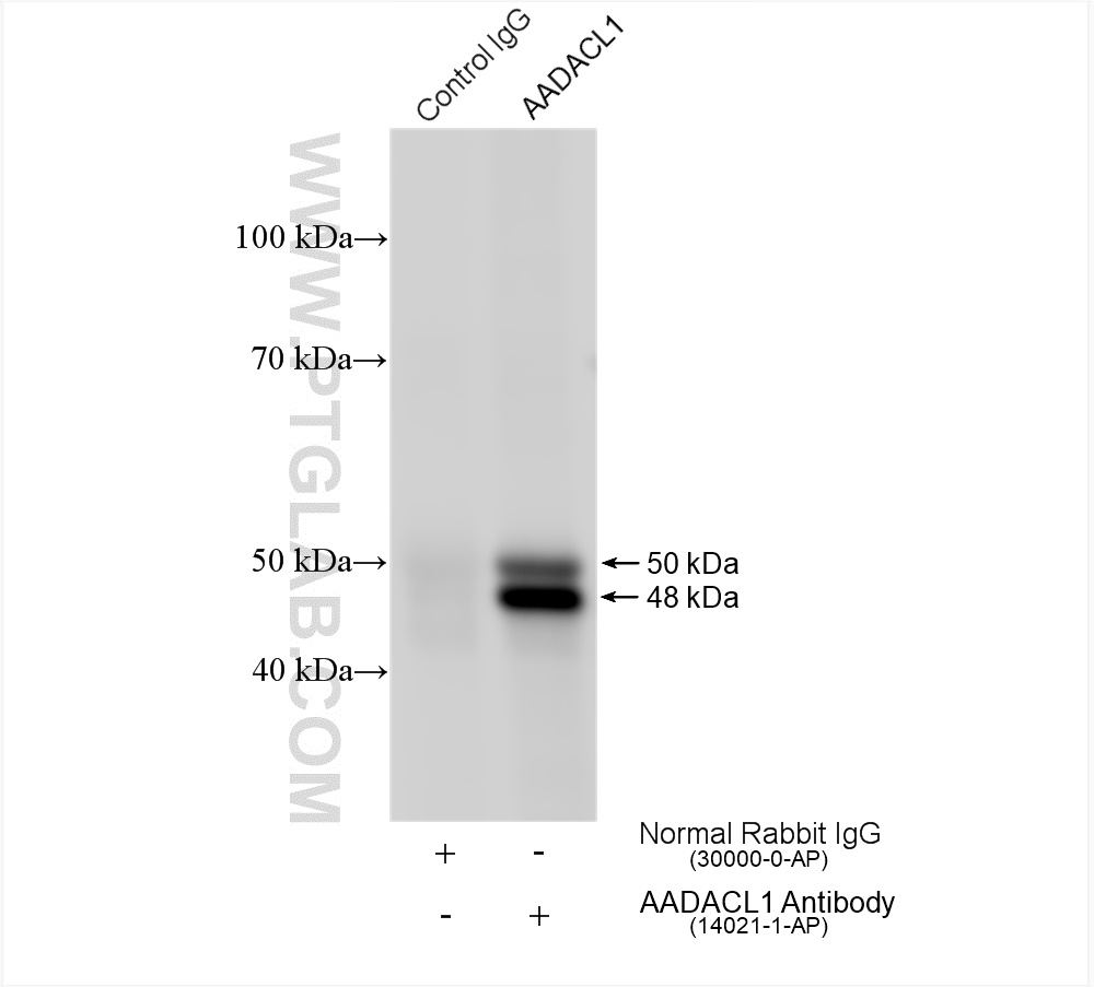 IP experiment of COLO 320 using 14021-1-AP