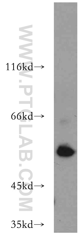 WB analysis of mouse lung using 21220-1-AP