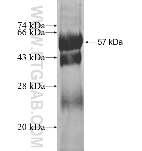 AANAT fusion protein Ag12422 SDS-PAGE