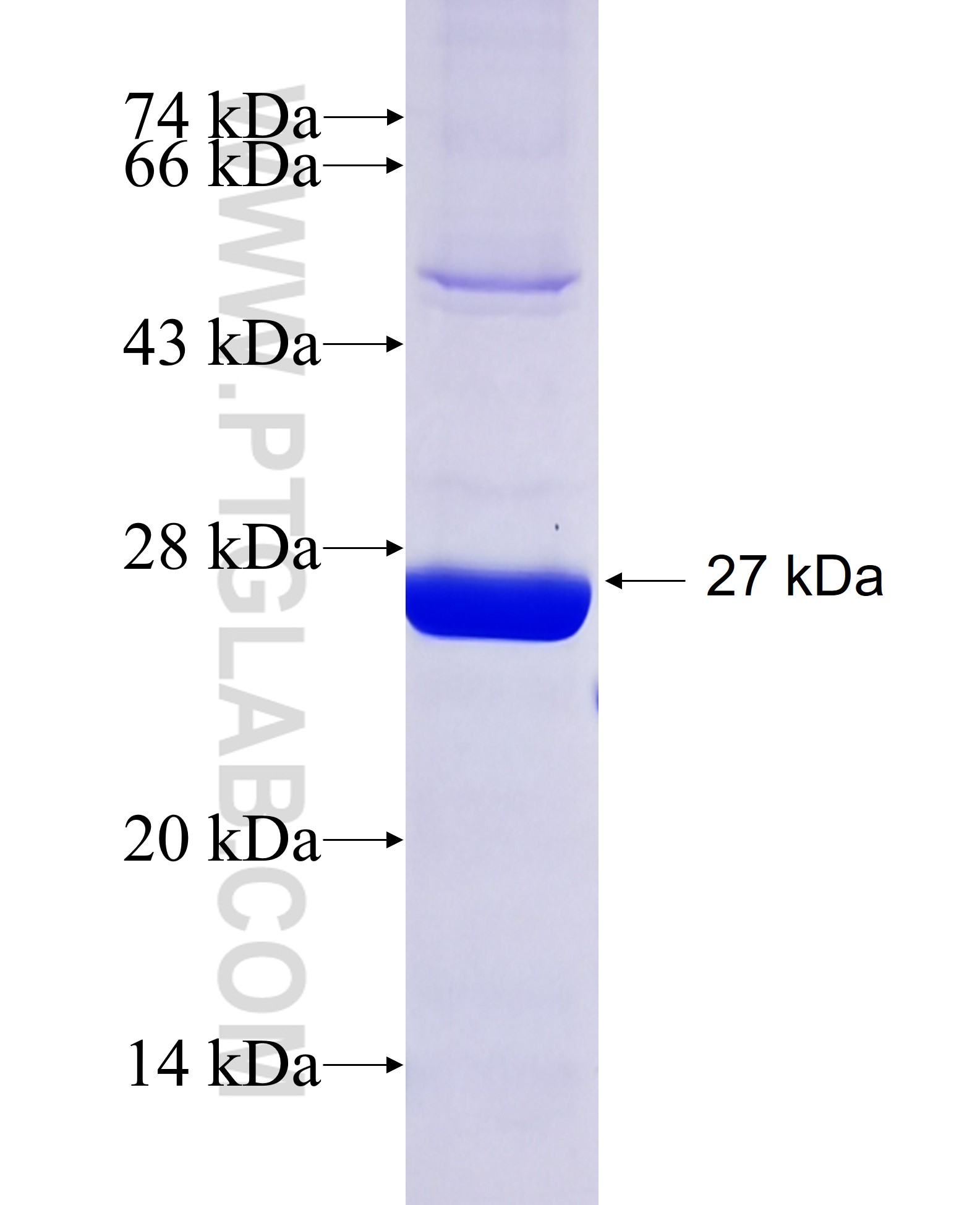 AANAT fusion protein Ag12429 SDS-PAGE