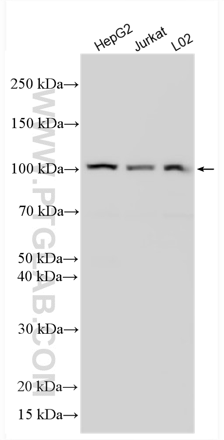 Various lysates were subjected to SDS PAGE followed by western blot with 17394-1-AP (AlaRS antibody) at dilution of 1:8000 incubated at room temperature for 1.5 hours. WB analysis using 17394-1-AP