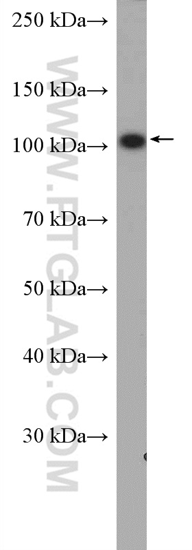 WB analysis of HepG2 using 17394-1-AP