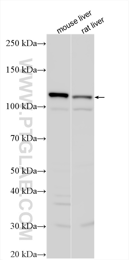 WB analysis using 29354-1-AP