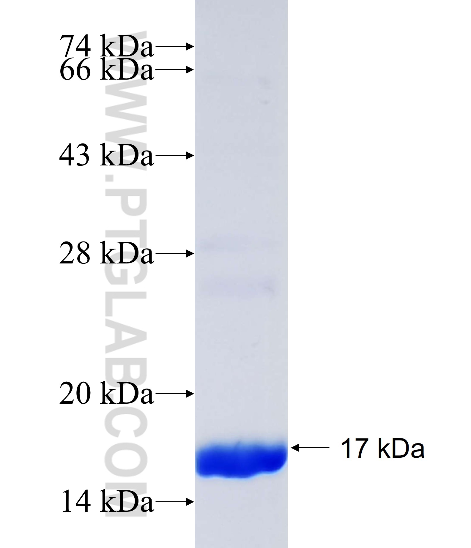AASS fusion protein Ag35110 SDS-PAGE AASS fusion protein Ag35110 SDS-PAGE