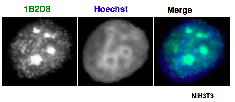 AATF / Che-1 antibody (mAb) tested by immunofluorescence. Left: Formaldehyde-fixed NIH3T3 cells stained with AATF / Che-1 antibody. Center: same cells stained with Hoechst (DNA stain). Right: merge of images.
