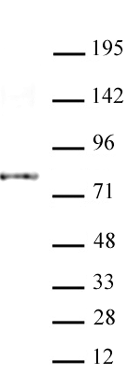 AATF / Che-1 antibody (mAb) tested by Western Blot. AATF / Che-1 was detected in 20 ug of HeLa cell nuclear extract with AATC / Che-1 antibody at 2 ug / ul. MW: 80 kDa