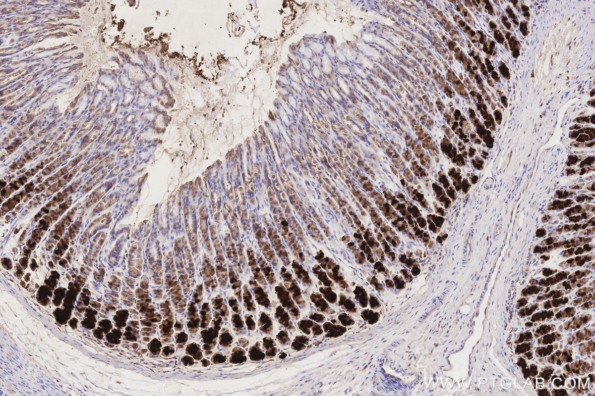 IHC staining of rat stomach using 26564-1-AP