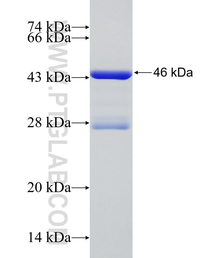 ABCA1 fusion protein Ag24055 SDS-PAGE