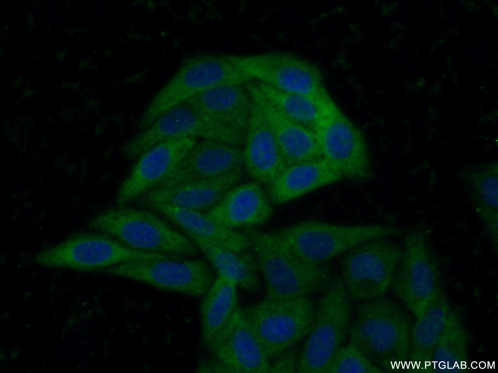 IF Staining of HepG2 using 20681-1-AP