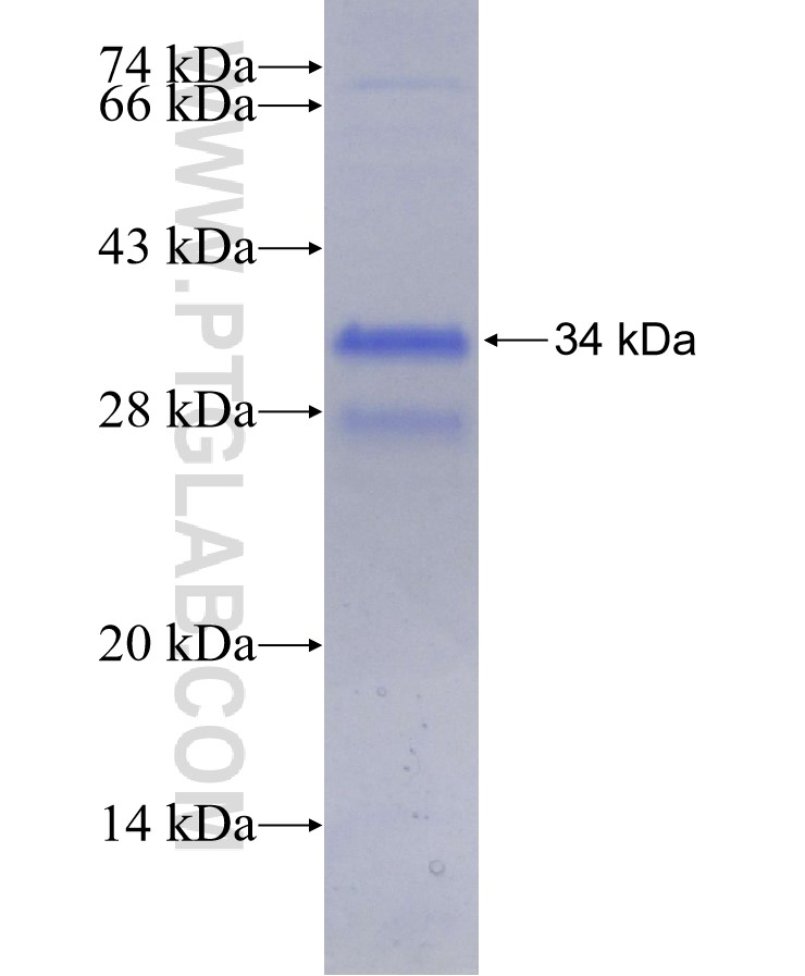 ABCA6 fusion protein Ag29524 SDS-PAGE