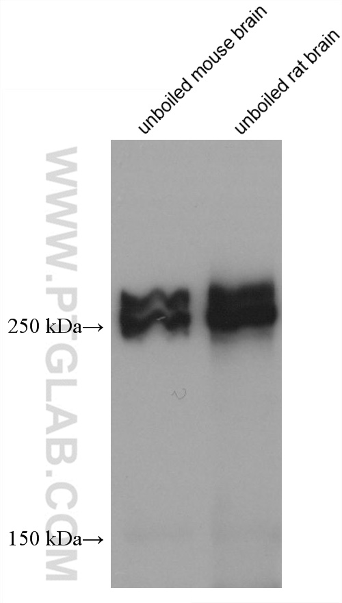 WB analysis using 67128-1-Ig