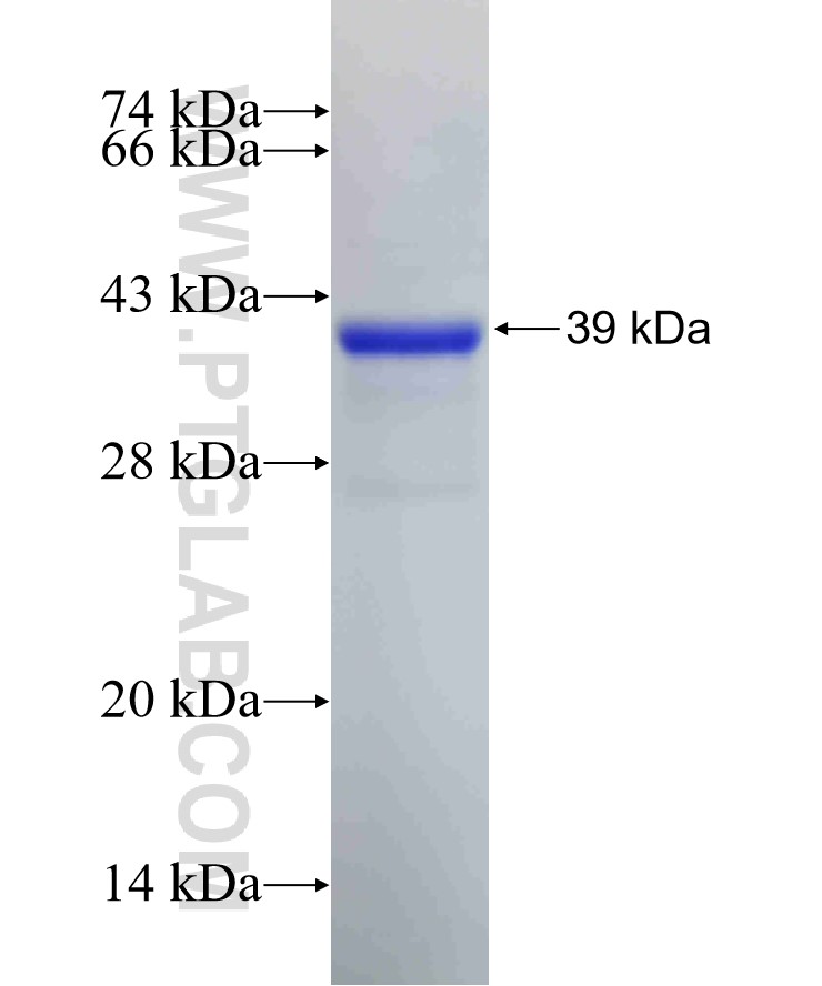 ABCB1 fusion protein Ag17811 SDS-PAGE