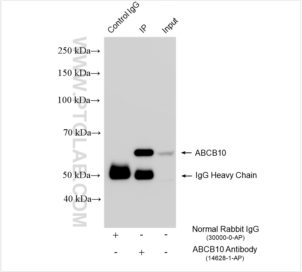 IP experiment of K-562 using 14628-1-AP