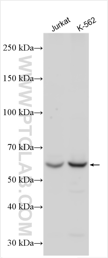 WB analysis using 14628-1-AP