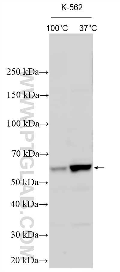 WB analysis using 14628-1-AP