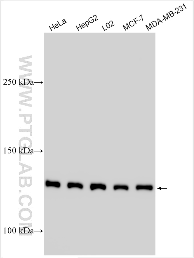 WB analysis using 27726-1-AP