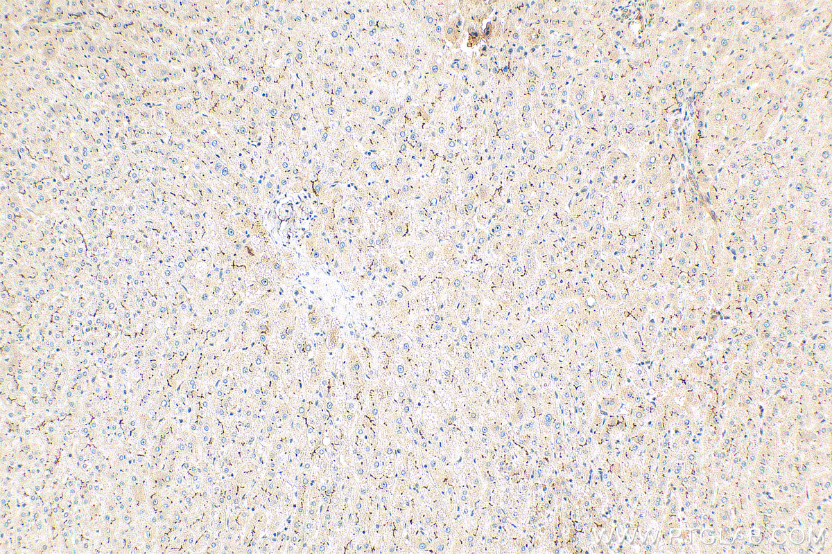 IHC staining of human liver using 29261-1-AP