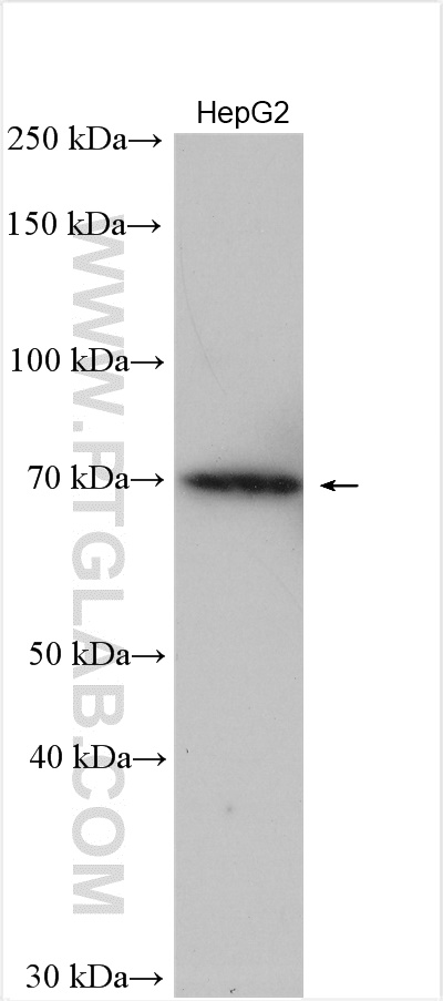 WB analysis of HepG2 using 18138-1-AP
