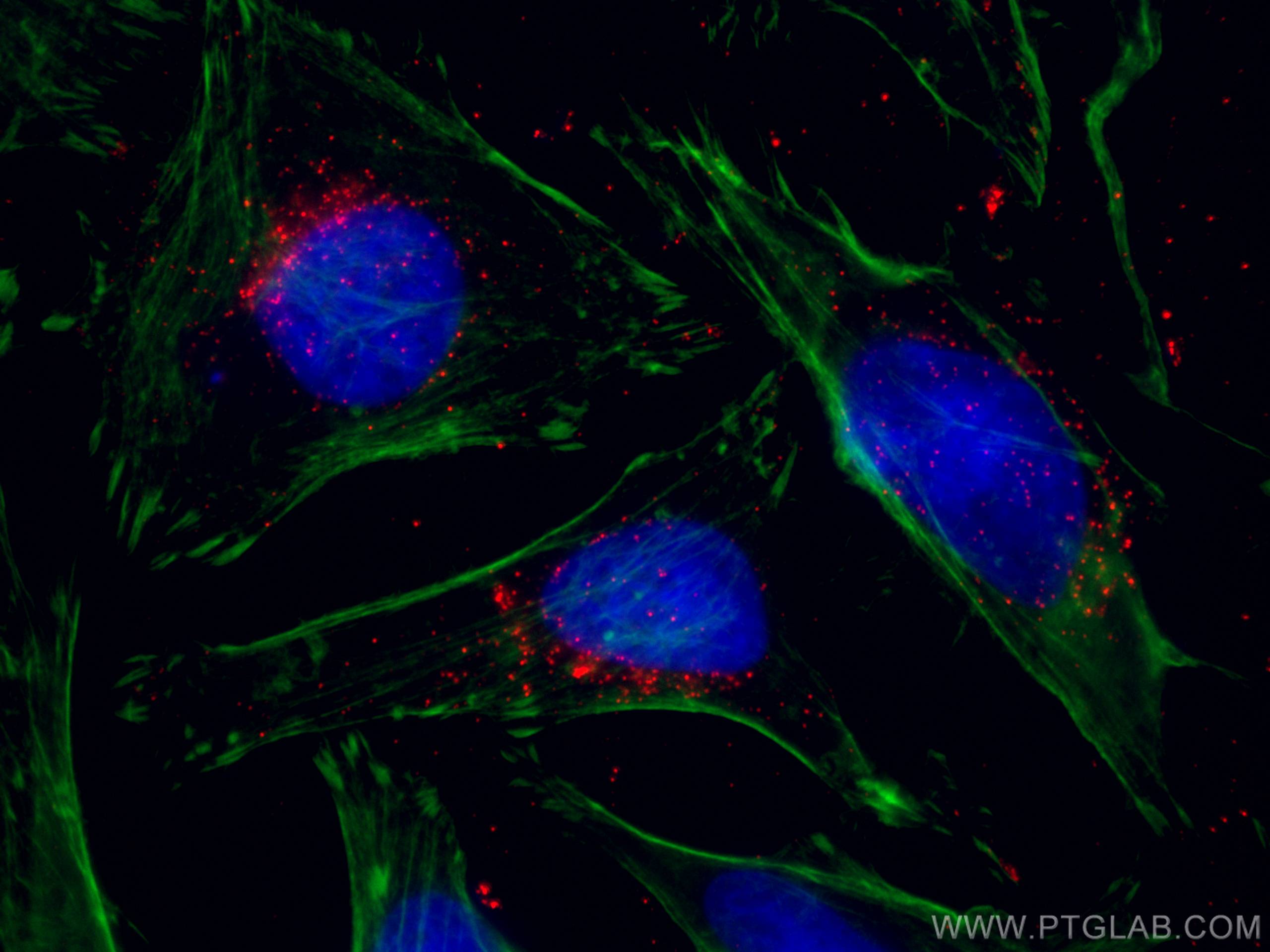 IF Staining of HeLa using CL594-60153