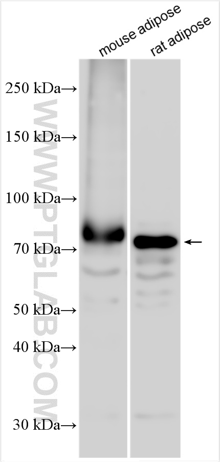 WB analysis using 18179-1-AP