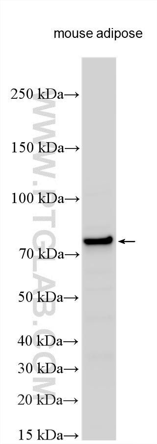 WB analysis using 18179-1-AP