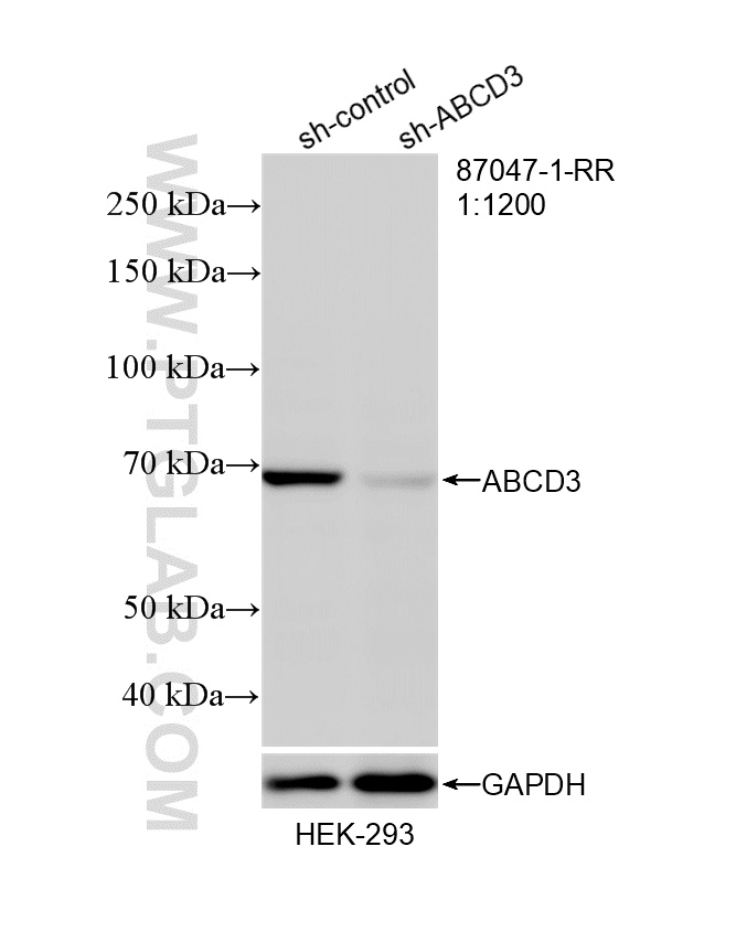 WB analysis of HEK-293 using 87047-1-RR
