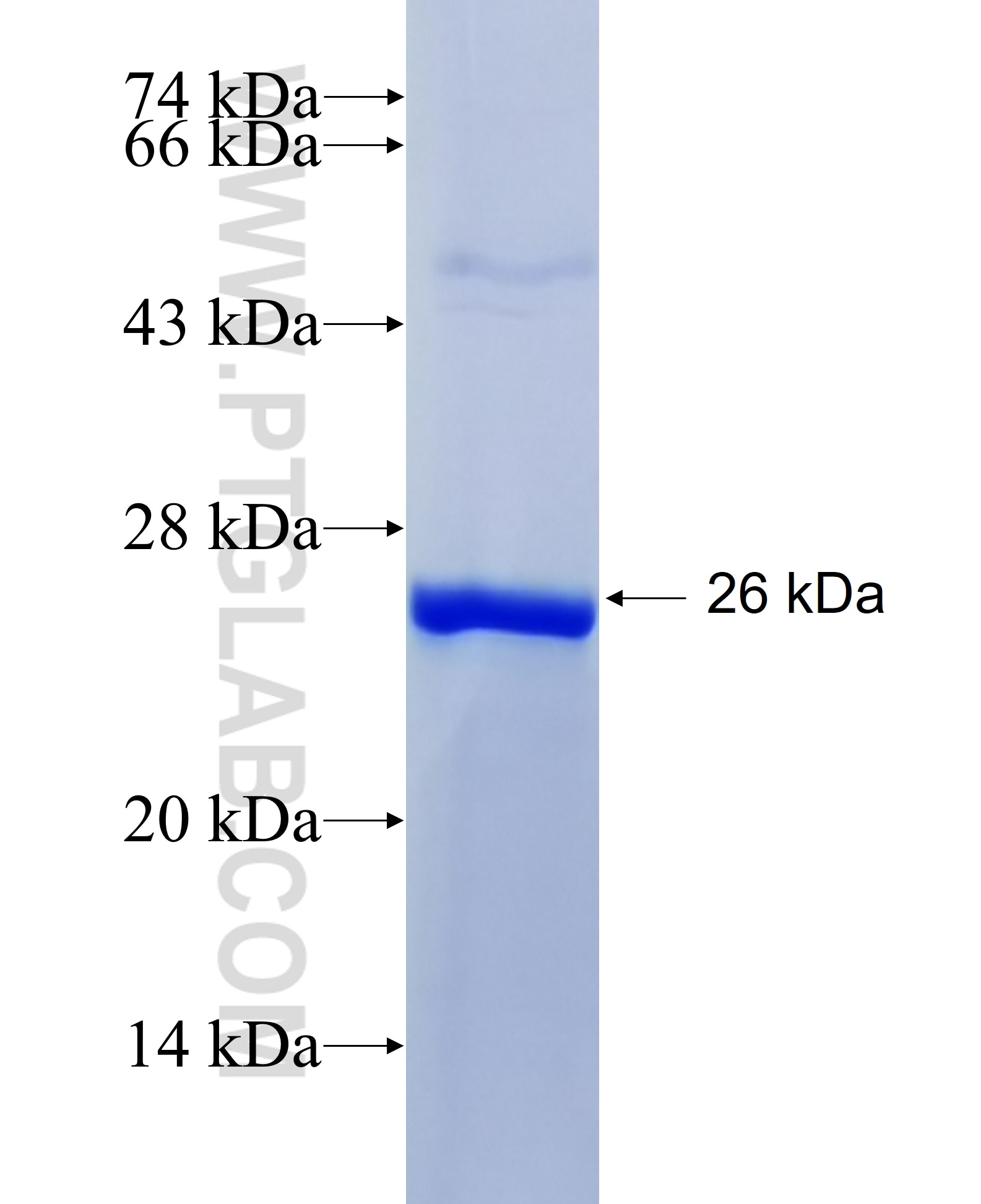 ABCE1 fusion protein Ag28493 SDS-PAGE