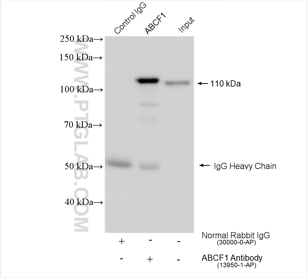 IP experiment of K-562 using 13950-1-AP