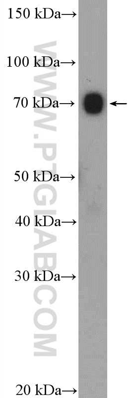 WB analysis of NIH/3T3 using 10226-1-AP