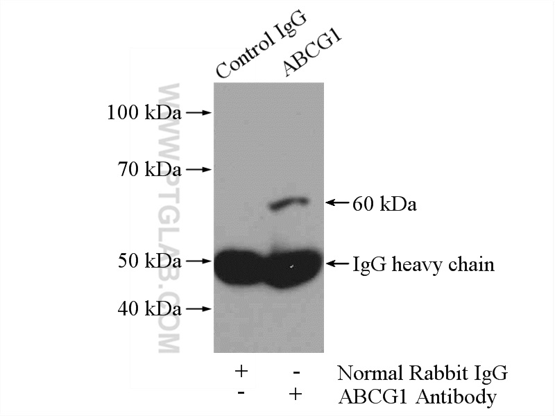 IP experiment of mouse brain using 13578-1-AP