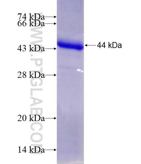 ABCG1 fusion protein Ag17329 SDS-PAGE