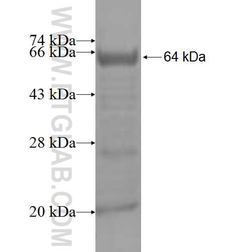 ABCG1 fusion protein Ag4479 SDS-PAGE