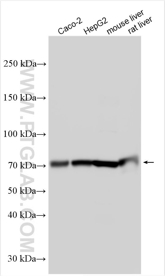 WB analysis using 27722-1-AP