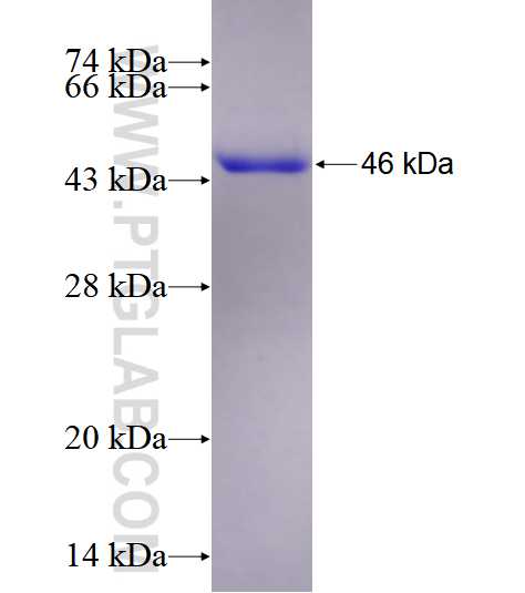 ABCG8 fusion protein Ag19879 SDS-PAGE